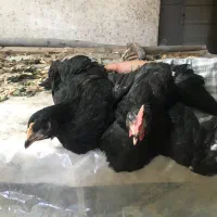 مرغ و نیمچه استرالوپ