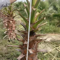 یاس گلدانی و پالم|خدمات باغبانی و درختکاری|رودسر, |دیوار