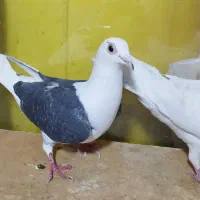 کبوتر .2عدد.پلاکی.نروماده.|پرنده|تهران, مولوی|دیوار