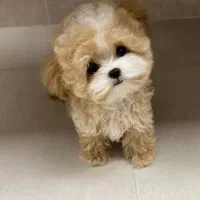 توله شیتزو سوپر فلت|سگ|شیراز, دروازه قران|دیوار