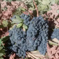 انگور سیاه دیم ارگانیک درجه یک