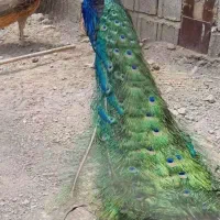 فروش جوجه طاووس