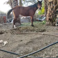 اسب|اسب و تجهیزات اسب‌سواری|سیرجان, |دیوار