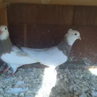 فروش کبوتر طوقی|پرنده|لاهیجان, کوی زمانی|دیوار