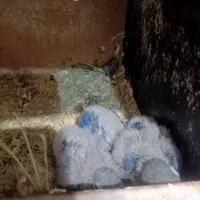 فروش سه جفت کوتوله برزیلی با جوجه