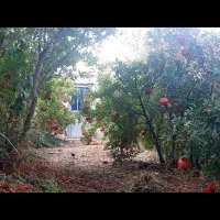 معاوضه باغ انار با پیش خرید خانه در منطقه ۱۴