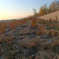 باغ شلیل سه ساله|فروش دفتر صنعتی، کشاورزی، تجاری|مشگین شهر, |دیوار