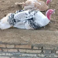 بوقلمون محلی