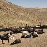 گوسفند زنده کوهستان|حیوانات مزرعه|تهران, وردآورد|دیوار
