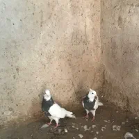 کفتر طوقی یک جفت به شرط جوجه و هوایی بودن|پرنده|بردسکن, |دیوار