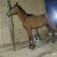 اسب|اسب و تجهیزات اسب‌سواری|حمیدیه, |دیوار