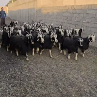 ۴۶راس بز خلج داشتی ۱۰تا زایده بقیش ابستن سنگین|حیوانات مزرعه|پیشوا, |دیوار