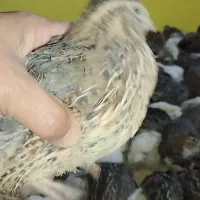 بلدرچین بالغ|حیوانات مزرعه|رشت, لاکان|دیوار