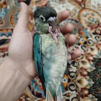 جوجه گرینچیک آبی|پرنده|آبیک, |دیوار