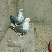 کفتر باخت رفته