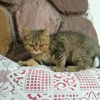 توله اسکاتیش|گربه|رفسنجان, |دیوار