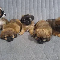 واگذاری توله های پیکنز پامر