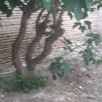 رهن و اجاره مناسب تولیدی و انبار|اجارهٔ خانه و ویلا|قرچک, داوود آباد|دیوار