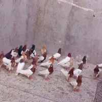 کبوتر کوینحلی و باشلی  ۲۸ عدد