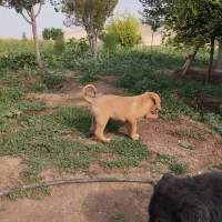 پژدر|سگ|اسلام‌‌آباد غرب, |دیوار