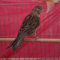 قناری ماده بالغ