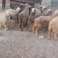 میش|حیوانات مزرعه|میمند, |دیوار