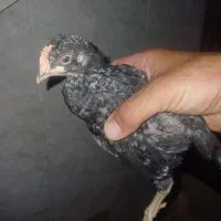 جوجه بلک استارو پلیموت غاز واردک اسراییلی