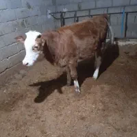 یک عددگوساله سیمنتال قرمز ماده|حیوانات مزرعه|کوهدشت, |دیوار