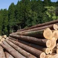 خرید و برش انواع درخت