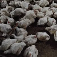 جذب نیروی مرغداری گوشتی
