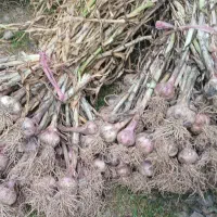 سیر محلی شیرین