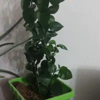 گلهای طبیعی شاداب وزیبا|گل و گیاه طبیعی|تهران, افسریه شمالی|دیوار