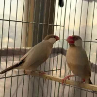 فنچ نرگسی شکلاتی|پرنده|تهران, تهرانپارس شرقی|دیوار
