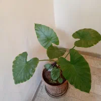 گل طبیعی بابا آدم|گل و گیاه طبیعی|تهران, حکیمیه|دیوار