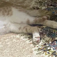 گربه واگذاری|گربه|شیراز, دکتر حسابی|دیوار