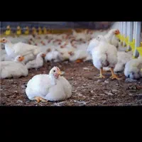 استخدام کارگر مرغداری باسابقه