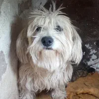 سگ شیتزو ماده باهوش حرف گوش کن