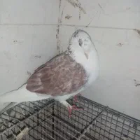 کفتر گرفتنی پرشی و یاهو دونه 80 یکلام بلوتوث و جک|پرنده|قم, هفت تیر|دیوار