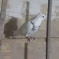 کفتر|پرنده|مشکیندشت, |دیوار