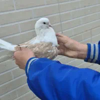 کبوتر تهرانی|پرنده|مبارکه, |دیوار