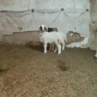 بره ۲تا ماده