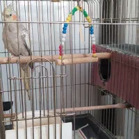 فروش عروس هلندی ماده