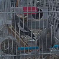 عروس هلندی جفت|پرنده|اشتهارد, |دیوار