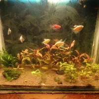 فروشی|ماهی|بندرعباس, |دیوار