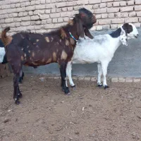 بزپاکستانی،بزغاله دار،سقلوزا،آبستن،بسیارشیرا