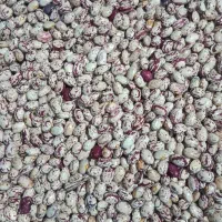 600 کیلو لوبیا چیتی سراب