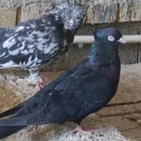 جفت آبادانی|پرنده|اهواز, کارون|دیوار