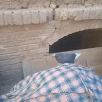 کبوتر  پرشی کبوتر گرو|پرنده|سمنان, |دیوار