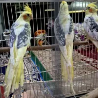 ۳عدد نربالغ دوبال مرواریدی کشیده|پرنده|خان ببین, |دیوار