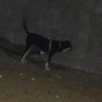 ماده عراقی|سگ|یامچی, |دیوار